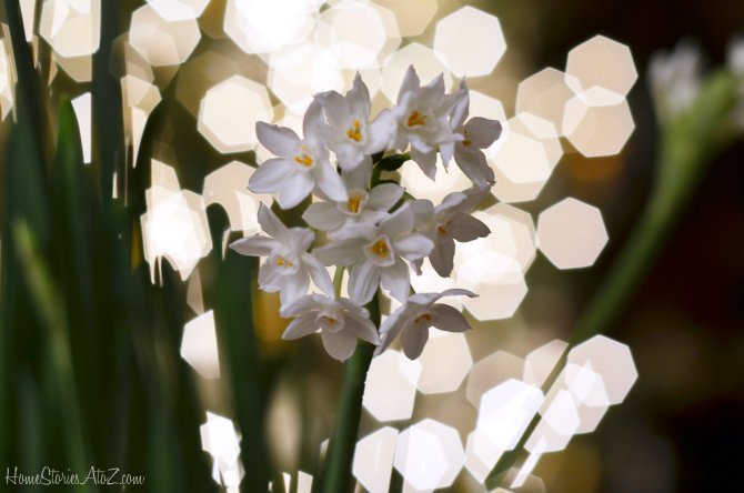 paperwhites